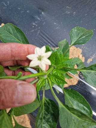 남종희님의 고추 · 영농일지 작성글 사진