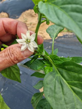 남종희님의 고추 · 영농일지 작성글 사진