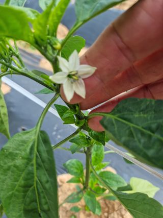 남종희님의 고추 · 영농일지 작성글 사진