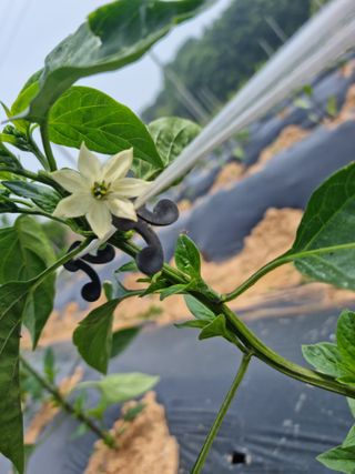 남종희님의 고추 · 영농일지 작성글 사진