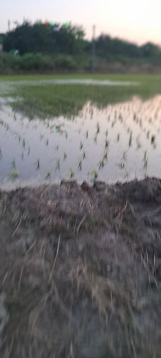 정진구님의 벼 · 영농일지 작성글 사진