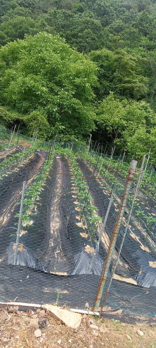 매실21434님의 고추 · 영농일지 작성글 사진