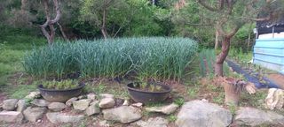 매실21434님의 마늘 · 영농일지 작성글 사진