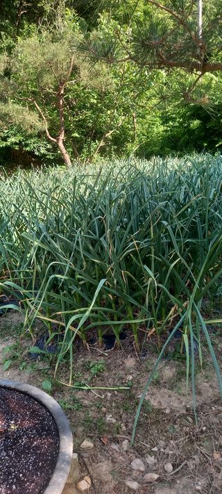 매실21434님의 마늘 · 영농일지 작성글 사진