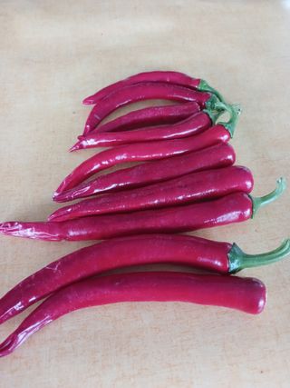 삼부자님의 고추 · 영농일지 작성글 사진