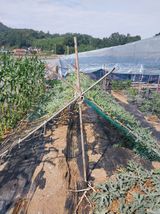 팜모닝 기타작물·영농일지 게시글 이미지