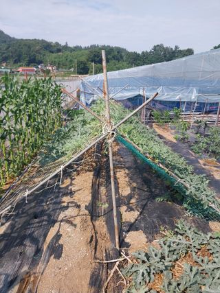 하늘샘(하경수)님의 기타작물 · 영농일지 작성글 사진