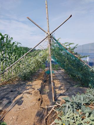 하늘샘(하경수)님의 기타작물 · 영농일지 작성글 사진