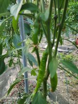 팜모닝 고추·영농일지 게시글 이미지