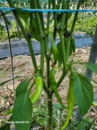 강화댁님의 고추 · 영농일지 작성글 사진