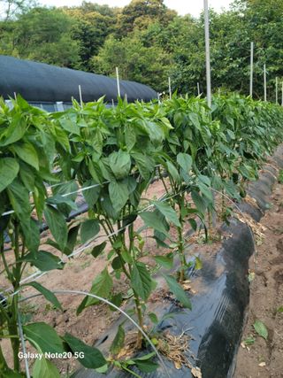 강화댁님의 고추 · 영농일지 작성글 사진