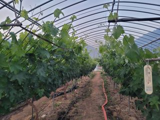 초록농님의 자유주제 · 자유게시판 작성글 사진