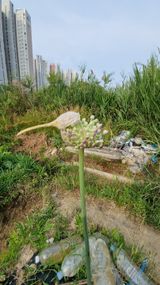 팜모닝 마늘·영농일지 게시글 이미지