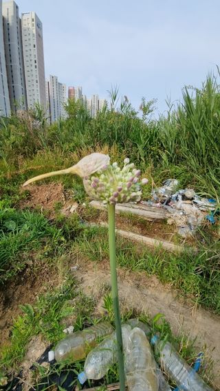 초록하늘별님의 마늘 · 영농일지 작성글 사진