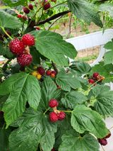 팜모닝 딸기·영농일지 게시글 이미지