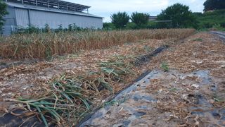 동읍초보임화영님의 마늘 · 영농일지 작성글 사진