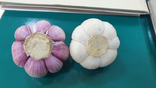 동읍초보임화영님의 마늘 · 영농일지 작성글 사진