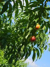 팜모닝 복숭아·영농일지 게시글 이미지