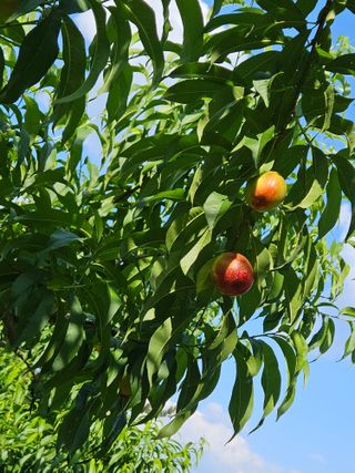 이봉춘님의 복숭아 · 영농일지 작성글 사진