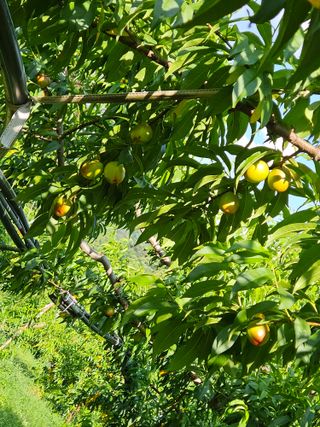 이봉춘님의 복숭아 · 영농일지 작성글 사진