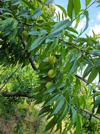 이봉춘님의 복숭아 · 영농일지 작성글 사진