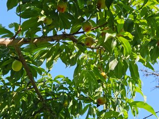 이봉춘님의 복숭아 · 영농일지 작성글 사진