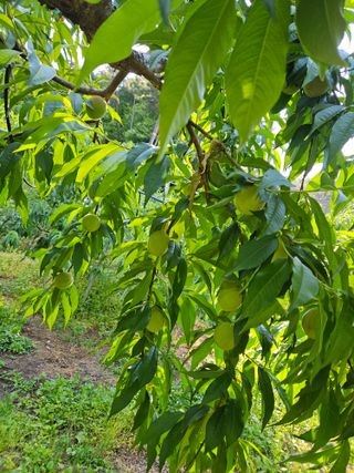 이봉춘님의 복숭아 · 영농일지 작성글 사진