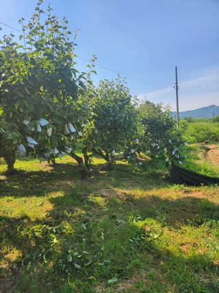 콩31745님의 배 · 영농일지 작성글 사진