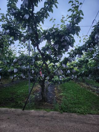 김용찬님의 배 · 영농일지 작성글 사진