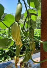 팜모닝 호박·영농일지 게시글 이미지