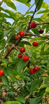 팜모닝 기타작물·영농일지 게시글 이미지