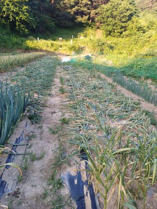 이강환님의 마늘 · 영농일지 작성글 사진