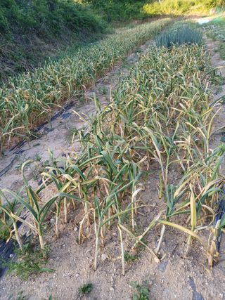 이강환님의 마늘 · 영농일지 작성글 사진