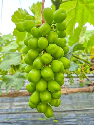 이제형님의 포도 · 영농일지 작성글 사진