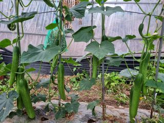 콩18787님의 6월 내 작물 자랑하기🌱 · 참여글 작성글 사진