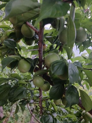 대봉감님의 매실 · 영농일지 작성글 사진