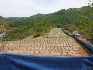 더디기농부님의 옥수수 · 영농일지 작성글 사진