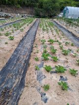 팜모닝 참깨·영농일지 게시글 이미지