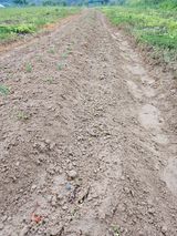 팜모닝 옥수수·영농일지 게시글 이미지