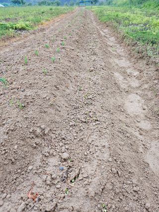 유진식님의 옥수수 · 영농일지 작성글 사진
