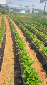 팜모닝 감자·영농일지 게시글 이미지