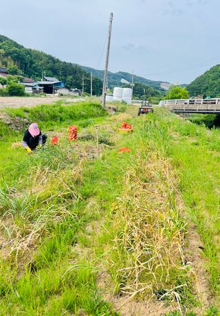 황계폭포님의 마늘 · 영농일지 작성글 사진