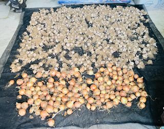 황계폭포님의 마늘 · 영농일지 작성글 사진