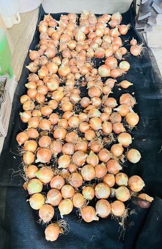 황계폭포님의 마늘 · 영농일지 작성글 사진