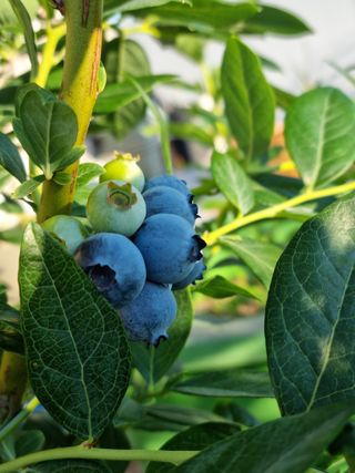 구영일님의 블루베리 · 영농일지 작성글 사진