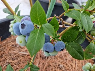 구영일님의 블루베리 · 영농일지 작성글 사진