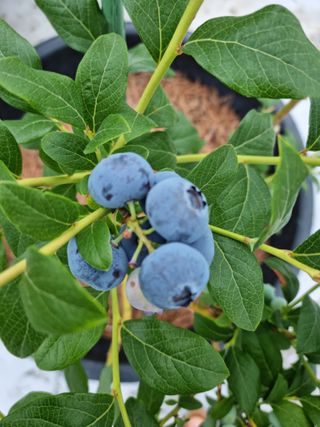 구영일님의 블루베리 · 영농일지 작성글 사진