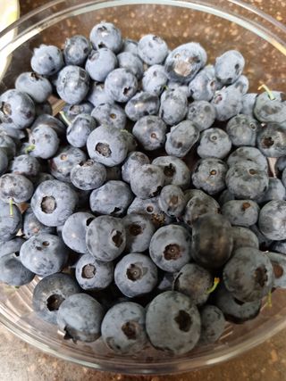 구영일님의 블루베리 · 영농일지 작성글 사진