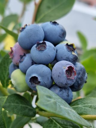 구영일님의 블루베리 · 영농일지 작성글 사진