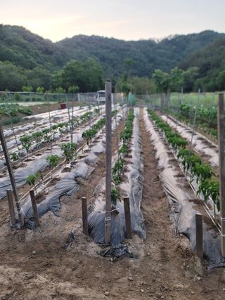 계룡남님의 고추 · 영농일지 작성글 사진